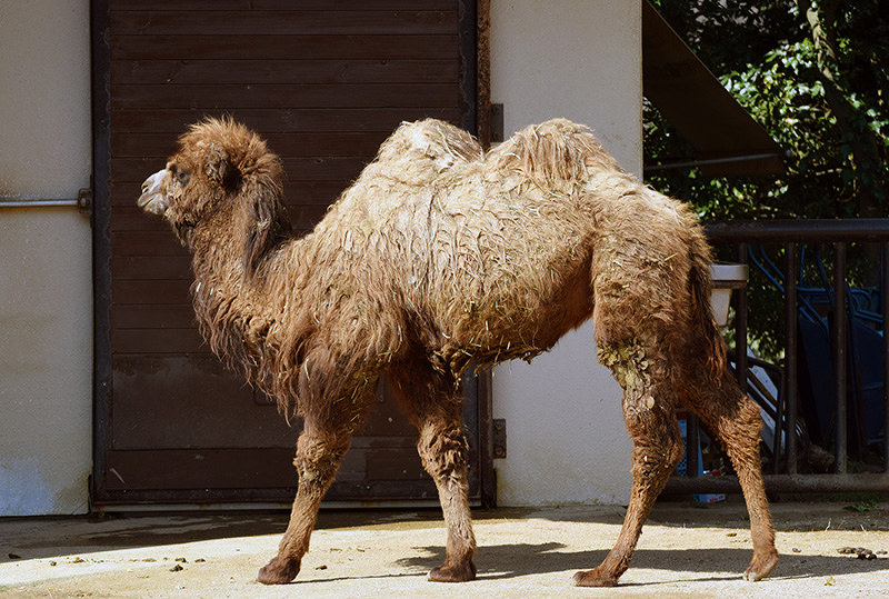 とべ動物園だより フタコブラクダ ここで家族を築いてほしい 愛媛 毎日新聞