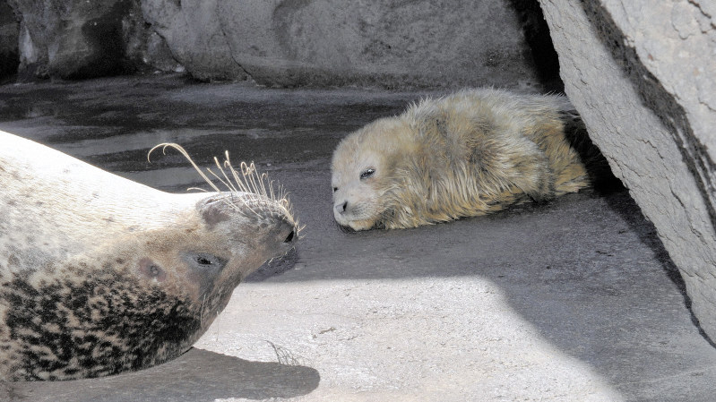 つぶらな瞳、甘えるように「ンー、ンー」 ゴマフアザラシの赤ちゃんが 