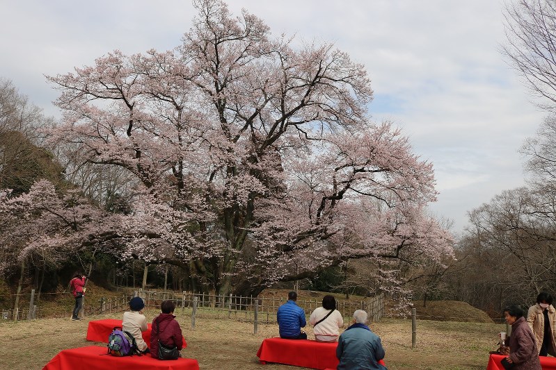 満開となった氏邦桜を緋毛氈のベンチに座って眺める家族連れら=埼玉県寄居町鉢形の鉢形城公園で2019年3月23日、中山信撮影
