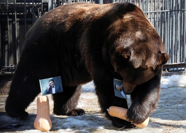 世界の雑記帳 ウクライナ大統領選 ロシア動物園のクマが結果を 予想 毎日新聞