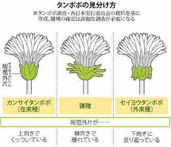 兵庫県のタンポポの秘密 - 野生生物を調査研究する会活動記録
