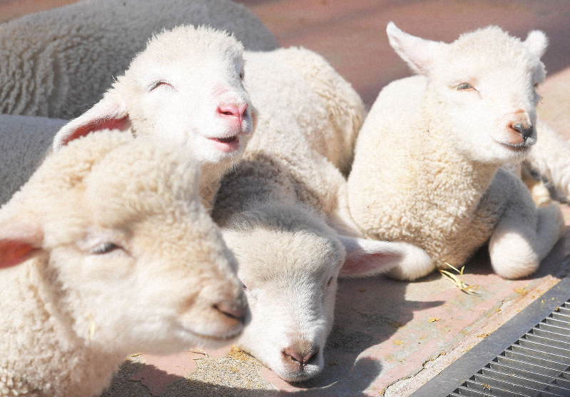 日光を浴びるヒツジの赤ちゃん=熊本県西原村で、津村豊和撮影