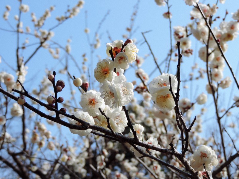 梅=iStock