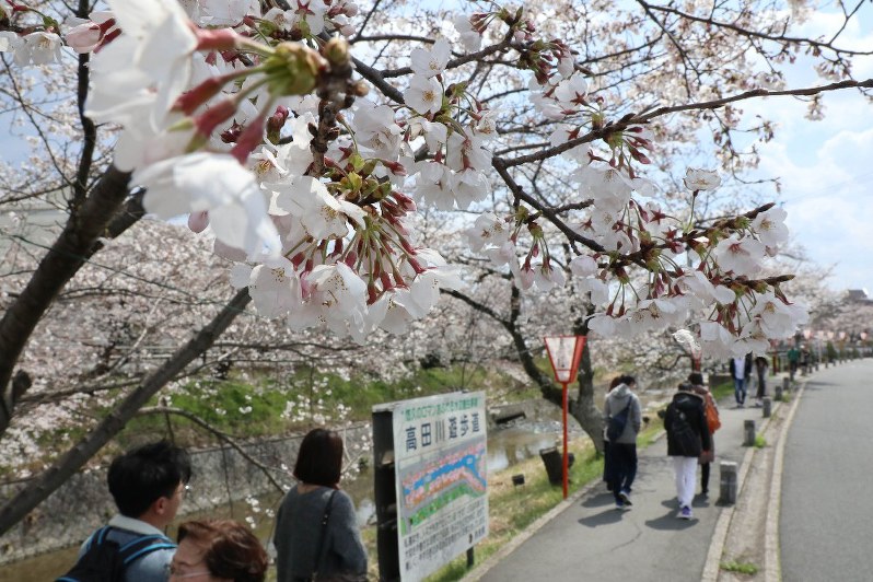 桜に囲まれた高田川は、川沿いの遊歩道を散歩する人でにぎわっている=奈良県大和高田市大中で2019年4月2日、稲生陽撮影
