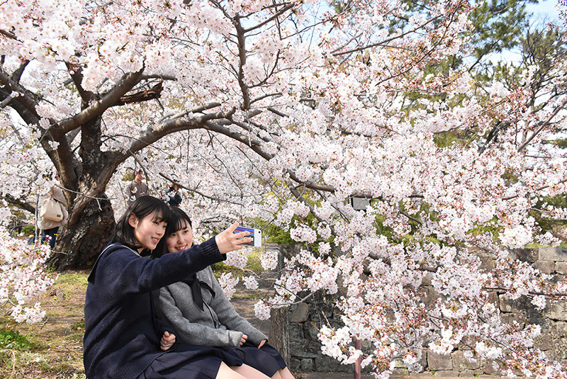 満開の桜の下で写真撮影をする女子生徒たち=和歌山市一番丁の和歌山城公園で、木原真希撮影