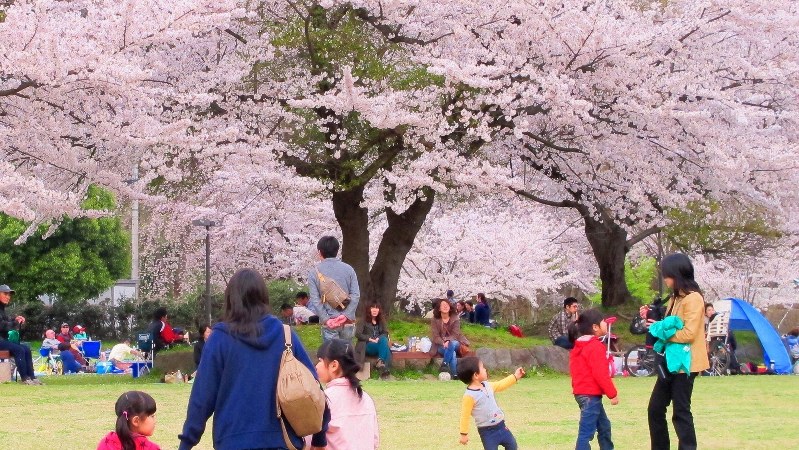 旅立ちの春、満開の桜