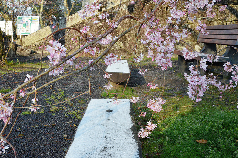 伊賀上野城本丸広場の桜の下でうっすら雪を残すベンチ=三重県伊賀市上野丸之内で、大西康裕撮影