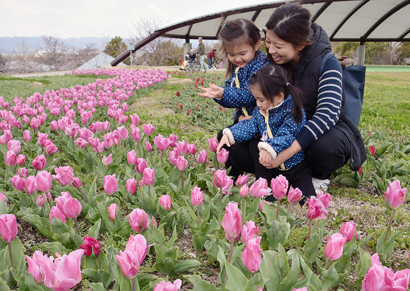 見ごろを迎えたチューリップ=奈良県広陵町、川合町の馬見丘陵公園で、熊谷仁志撮影