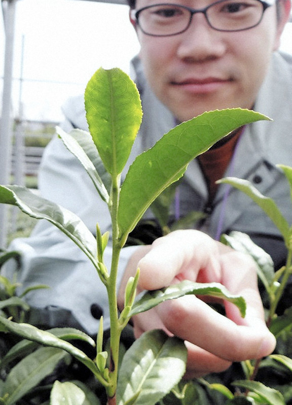 萌芽した茶葉を指さす茶業研究所員=宇治市で2019年4月5日午前10時18分、矢倉健次撮影