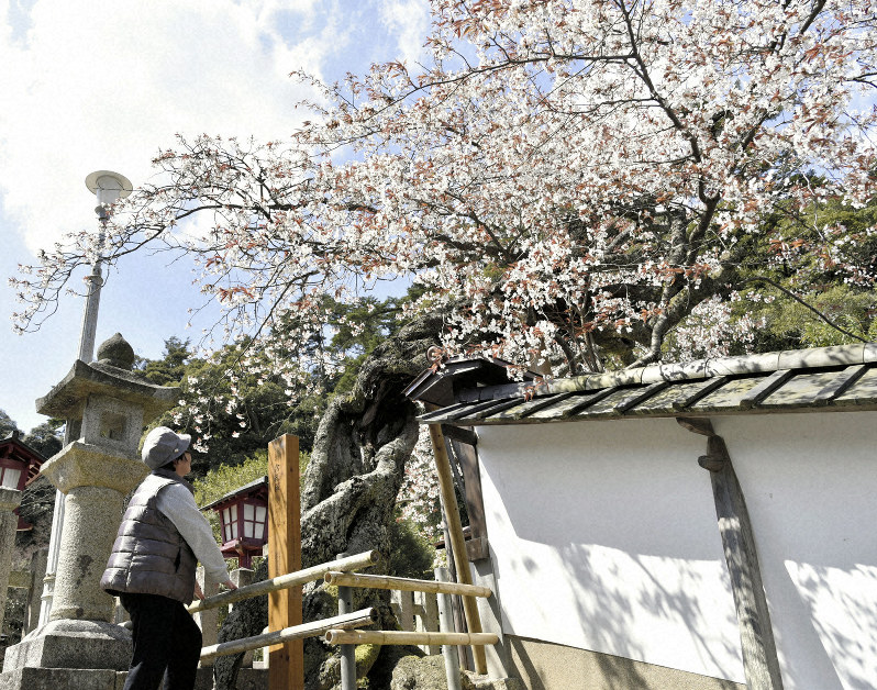 咲き誇る含紅桜。推定樹齢400年の古木は蘇生治療によって新芽が吹き出し、元気を取り戻しつつある=宮津市宮町の山王宮日吉神社で2019年4月4日、安部拓輝撮影