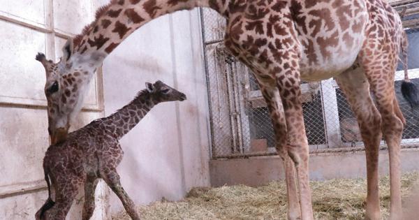 マサイキリン赤ちゃん誕生 絶滅危惧種「ほっとした」 鹿児島
