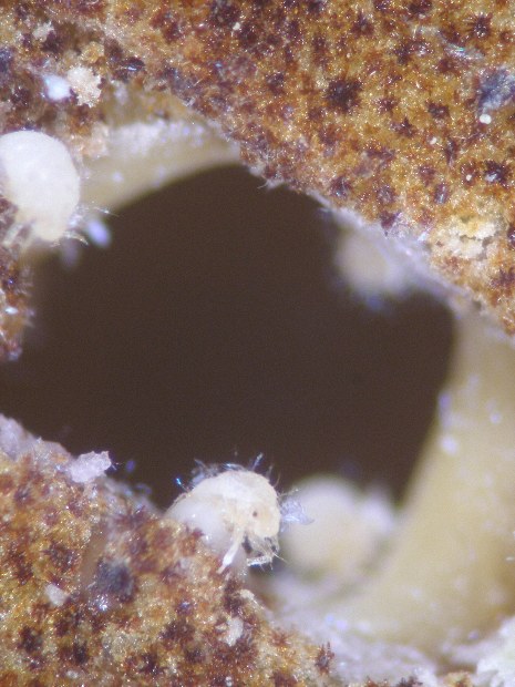 アブラムシが巣を修復する仕組みを解明 産総研などの研究チーム