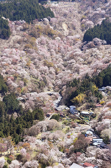 見ごろを迎え、山肌をピンクに染めた吉野山の桜＝奈良県吉野町で、本社ヘリから加古信志撮影