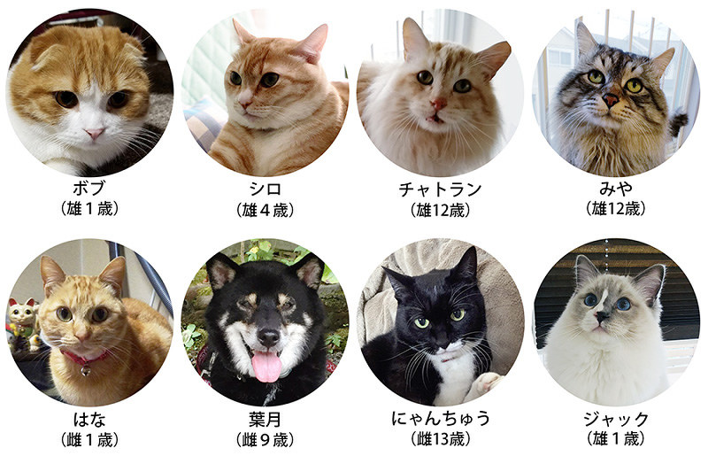 こにゃん市 ゆる い市長選 担う猫犬８候補 ニャニフェスト ｈｐに掲げ 結果は２２日 湖南 滋賀 毎日新聞