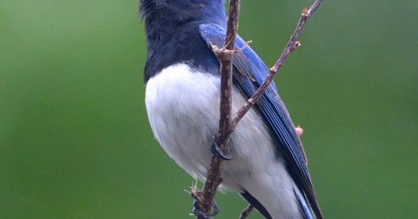 ｋ原さんちの里山探検 ２３ オオルリ 歌声頼りに探そう 鳥取 毎日新聞