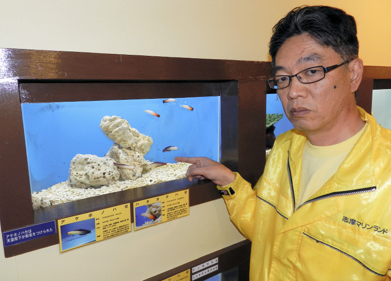 天皇陛下が名付け親の「アケボノハゼ」について説明する里中知之館長=三重県志摩市の志摩マリンランドで林一茂撮影