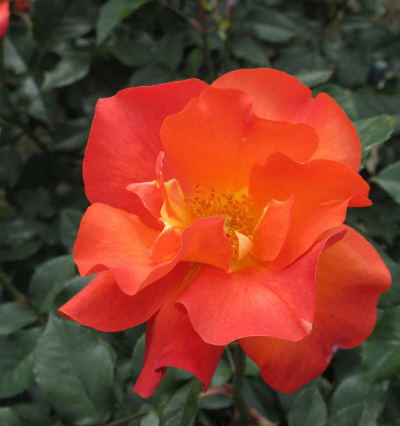 両陛下に「12人のプリンセス見に来て」 伊勢のバラ園 | 毎日新聞