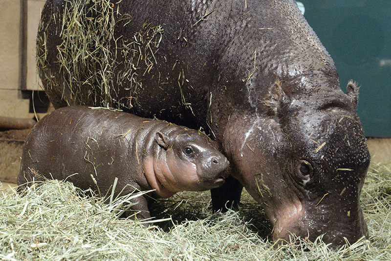 ミニカバ 赤ちゃんの愛称 タムタム に 吹田 ニフレル 大阪 毎日新聞