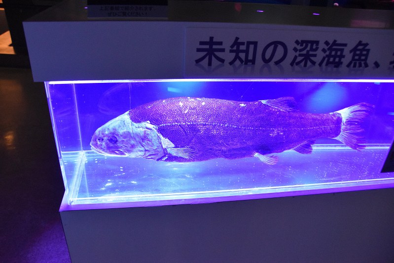 魚類標本 大学倶楽部・東海大：深海魚「セキトリイワシ」標本 新種の可能性も