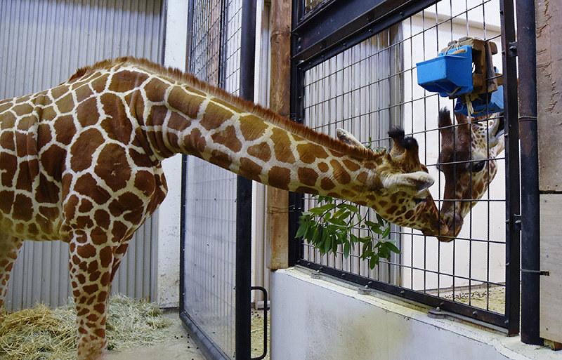 いしかわ動物園 多摩から来ました アイ です キリン３頭に トキのひなも誕生 石川 毎日新聞