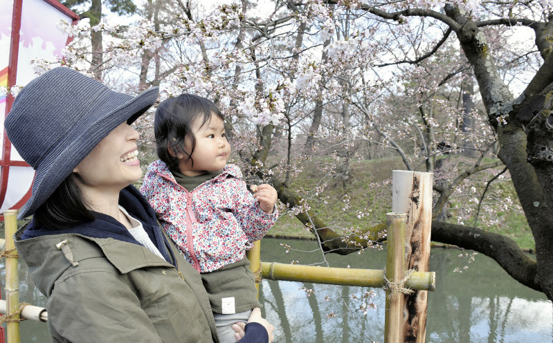 開花した外堀のソメイヨシノをめでる親子=青森・弘前公園で