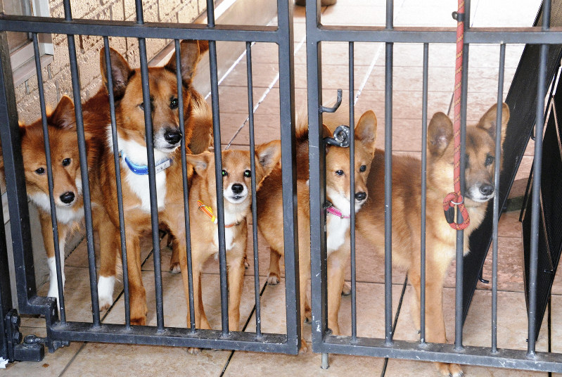 犬50匹の飼育を放棄か 飼い主と連絡取れず 宮崎 都城 毎日新聞