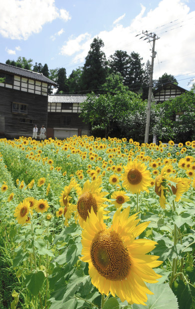 毎小ニュース：話題 阪神大震災 妹悼む「はるかのひまわり」復刊
