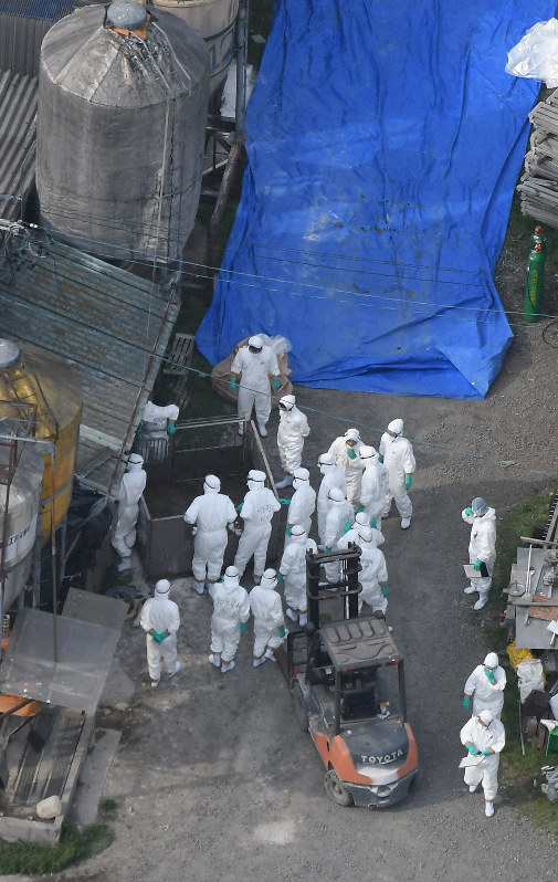 予防的殺処分についても検討される豚コレラの感染拡大問題。写真は豚コレラが確認された養豚場で豚の殺処分をする関係者ら=愛知県で2019年3月27日午後3時12分、本社ヘリから山崎一輝撮影