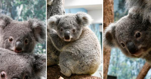 コアラの名前決定 新元号にもちなみ 鹿児島・平川動物園 | 毎日新聞