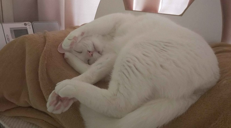 保護猫たちのニャン生：（7）ハク 猫カフェ卒業、里親さんに甘える毎日 