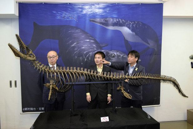 モササウルス類 全身骨格の複製 むかわで一般公開 北海道 毎日新聞