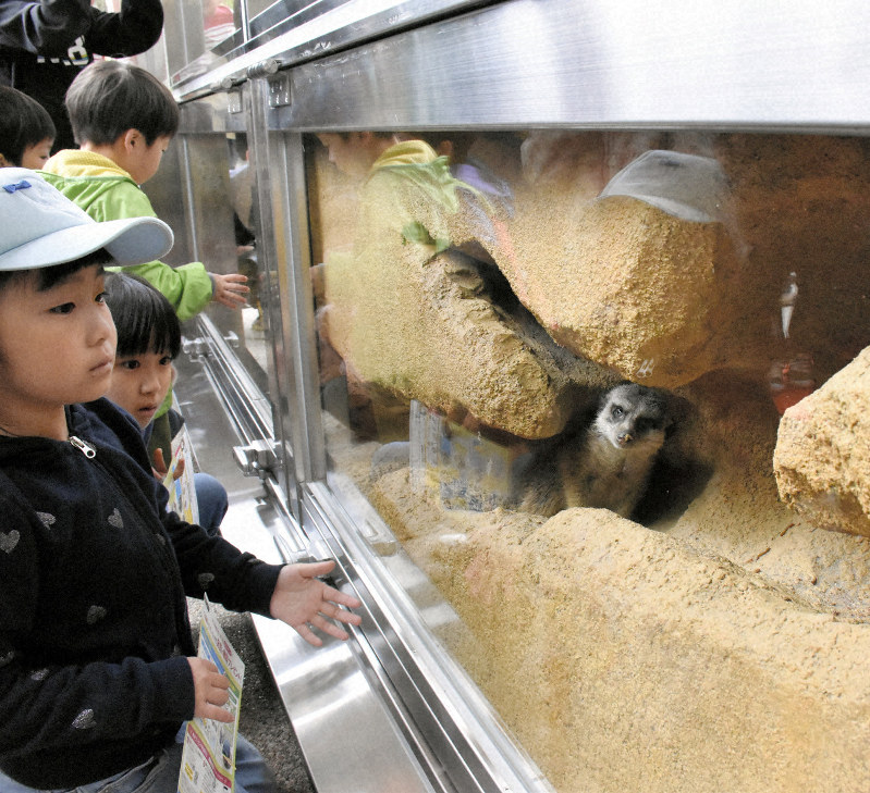 新飼育舎の巣穴を走るミーアキャットを見る来場者=徳島市渋野町のとくしま動物園北島建設の森で2019年4月29日午前10時19分、松山文音撮影