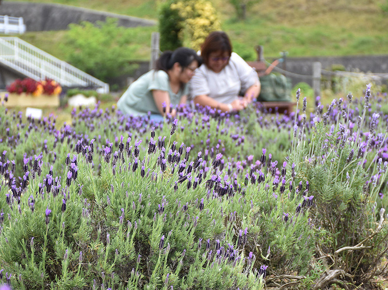 ラベンダー 香りふわり 和歌山のハーブ園で３万株 和歌山 毎日新聞