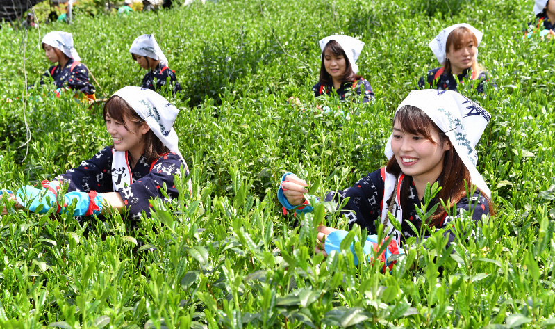 茶を摘む「宇治茶レディ」ら=京都府宇治市で2019年5月2日午前10時15分、川平愛撮影