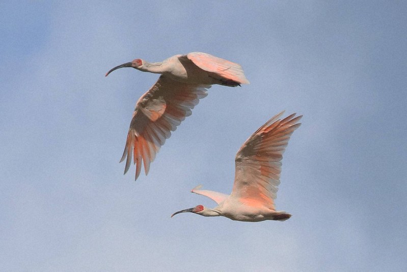 絶滅危惧100万種」日本の動植物も ウナギ、マグロ乱獲に批判 | 毎日新聞