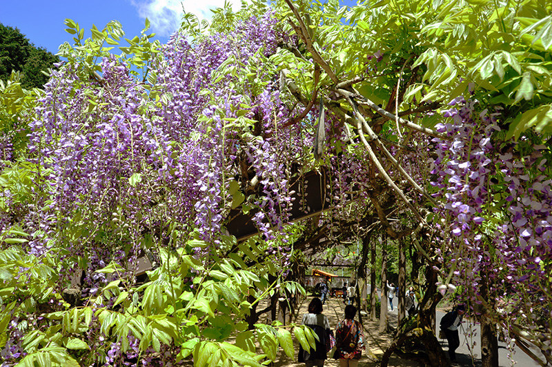 才ノ神の藤 紫色に包まれて 福知山で見ごろ 京都 毎日新聞
