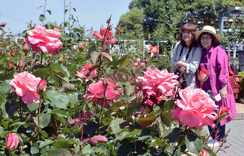 バラ園 大輪 色とりどり 奈良 霊山寺 奈良 毎日新聞