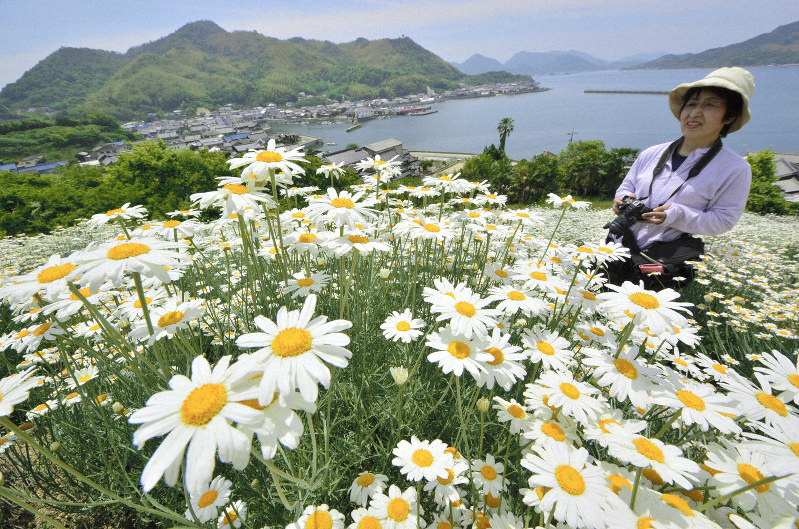 除虫菊が満開 蚊取り線香向けが観光に 広島 因島 毎日新聞