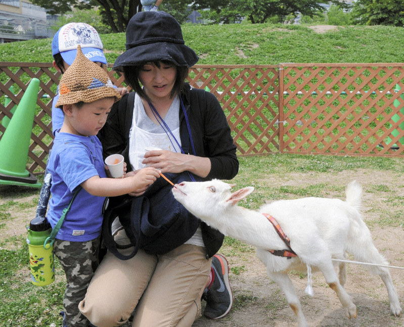 ヤギへの餌やりを体験する子供たち=北九州市八幡東区の東田大通り公園で、2019年5月12日、木村敦彦撮影