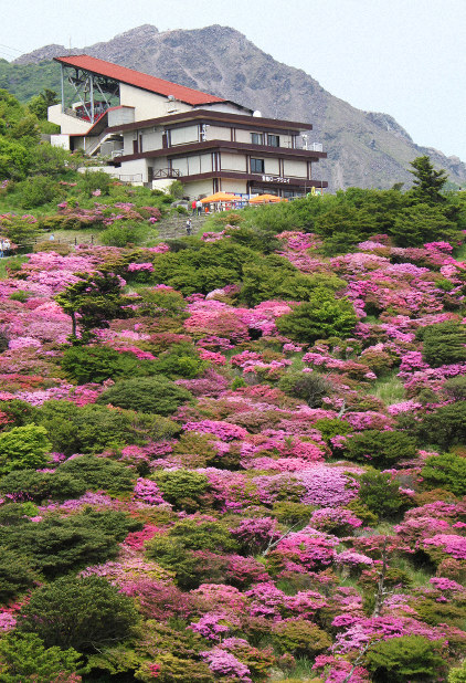 新緑に映えるピンク ミヤマキリシマ雲仙・仁田峠で見ごろ | 毎日新聞