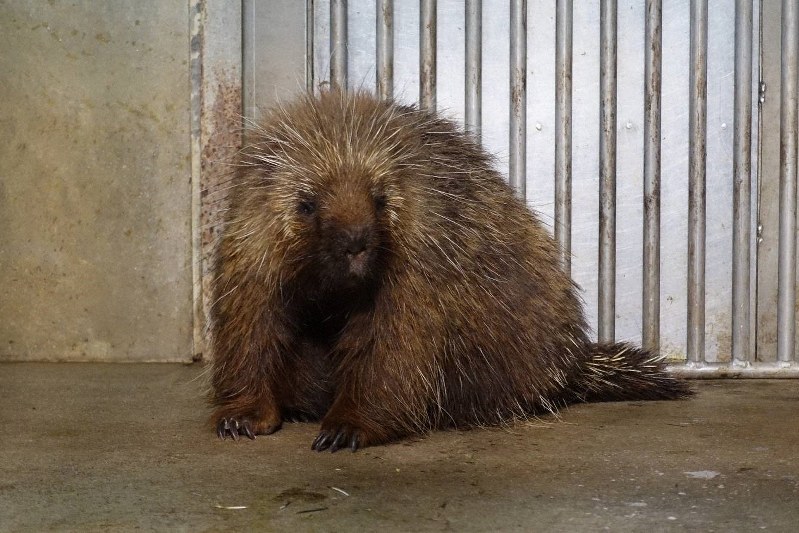 脱走したカナダヤマアラシの「ムック」=東山動植物園提供