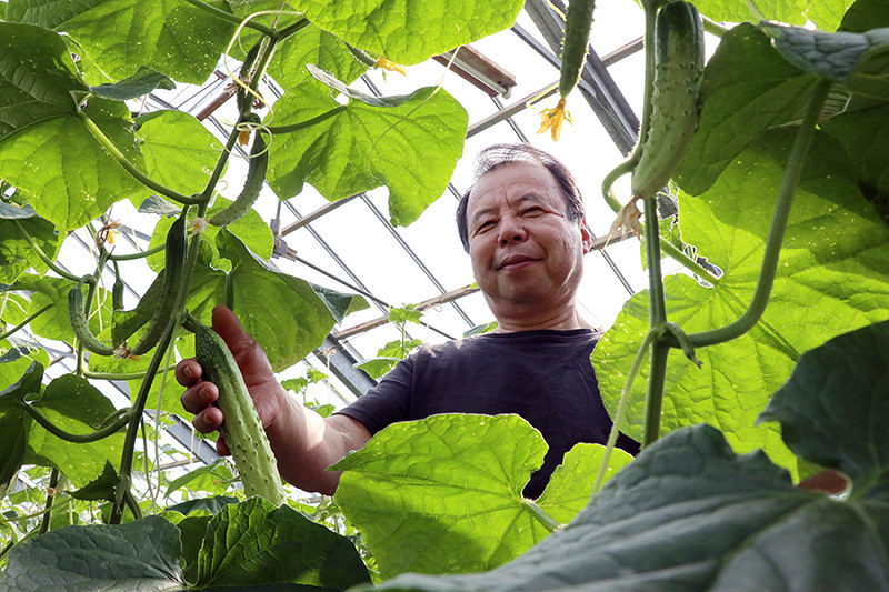 半白キュウリ ピンチ 栽培農家 西岡さん 年重ね作業負担に ふるさとの味守って 後継者求める 葛城 奈良 毎日新聞