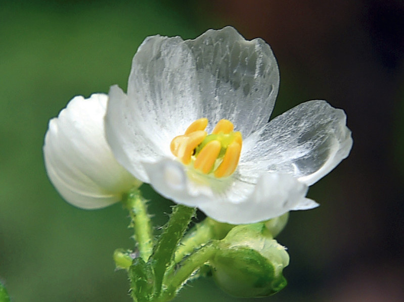 ニリンソウ サンカヨウ 見ごろ 奥飛騨温泉郷 岐阜 毎日新聞