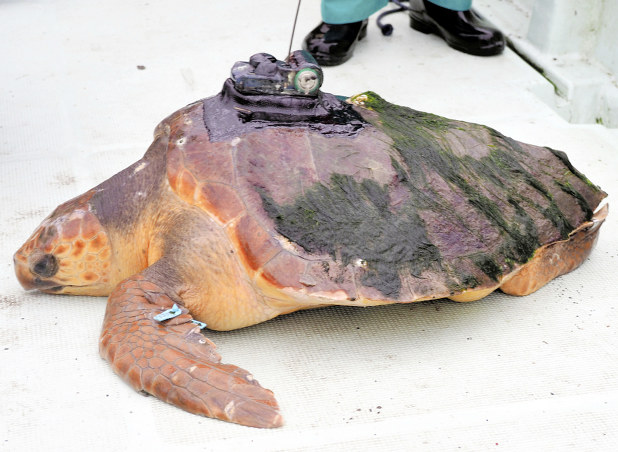 毎小ニュース 環境 鹿児島 屋久島 岩手 ウミガメの旅 初めて確認 毎日新聞 毎小ニュース 環境 鹿児島 屋久島 岩手 ウミガメの旅 初めて確認 毎日新聞