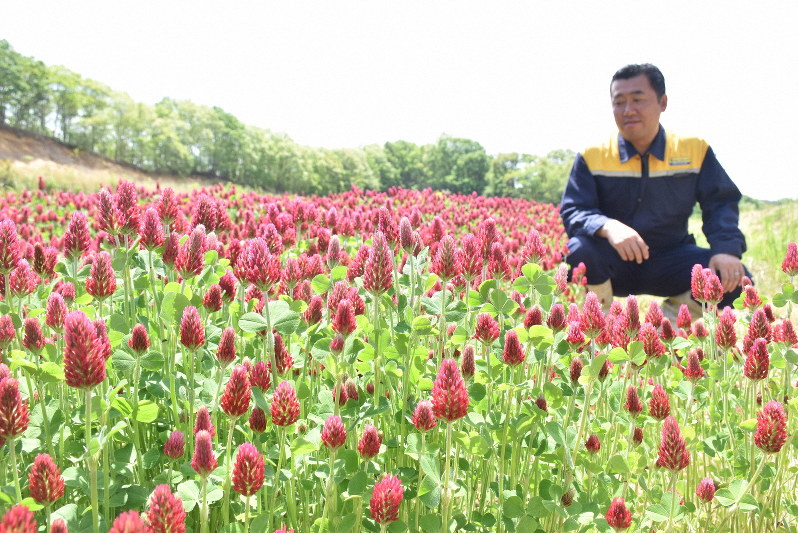 紅色の花を咲かせるクリムゾンクローバーと佐久間哲次さん=福島県葛尾村落合の佐久間牧場近くで2019年5月18日午前10時18分、寺町六花撮影