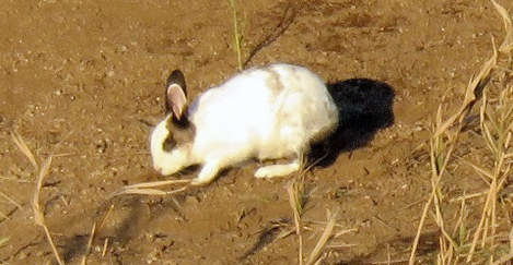 アナウサギ 外来種 根絶 ３０年間の駆除活動実る 石川 七ツ島大島 毎日新聞