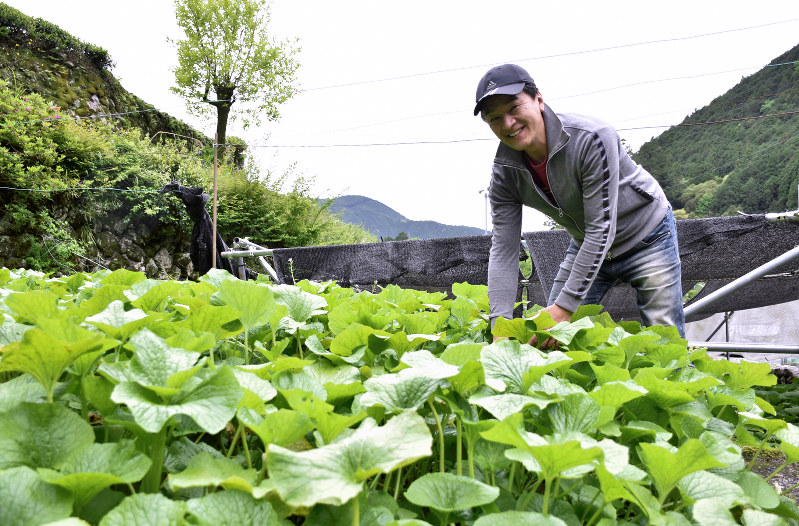 ワサビ田でワサビを収穫する白鳥義彦さん=静岡市葵区有東木で