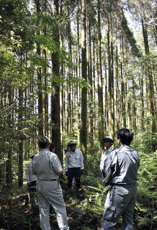 スギ伐採に向けた現地説明会で、入札予定の国有林を調べる伐採業者と森林管理署職員=宮崎県日南市で5月21日、寺田剛撮影