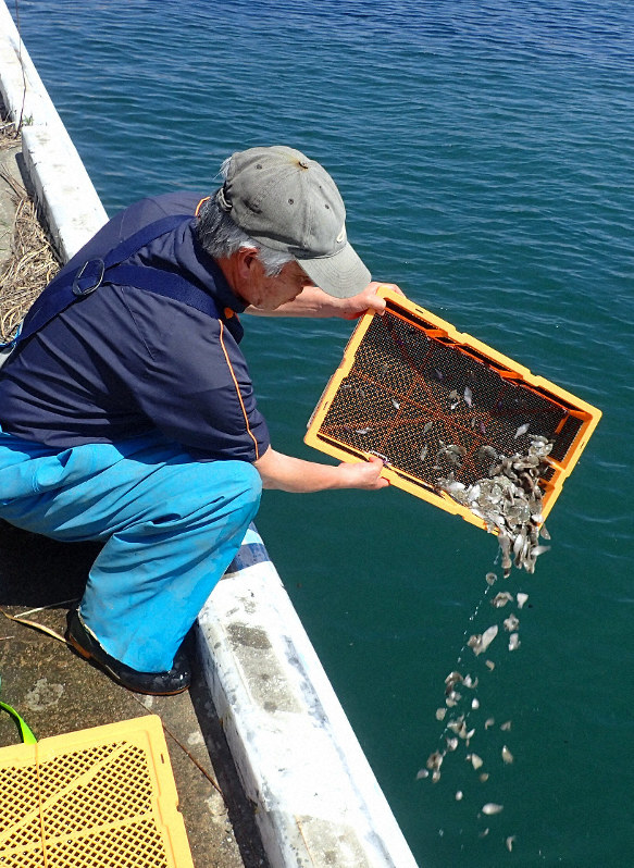 高級魚マコガレイ稚魚26万匹放流 めざせ漁獲復活 茨城 毎日新聞