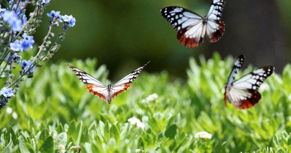アサギマダラ 2000キロの旅、青い花に羽休め 大分・佐伯の公園 | 毎日新聞